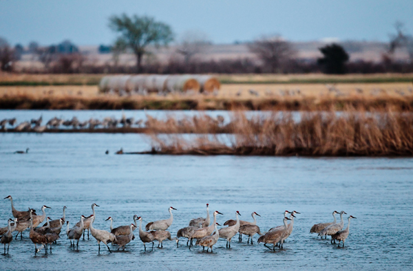Sandhill cranes on the Platte